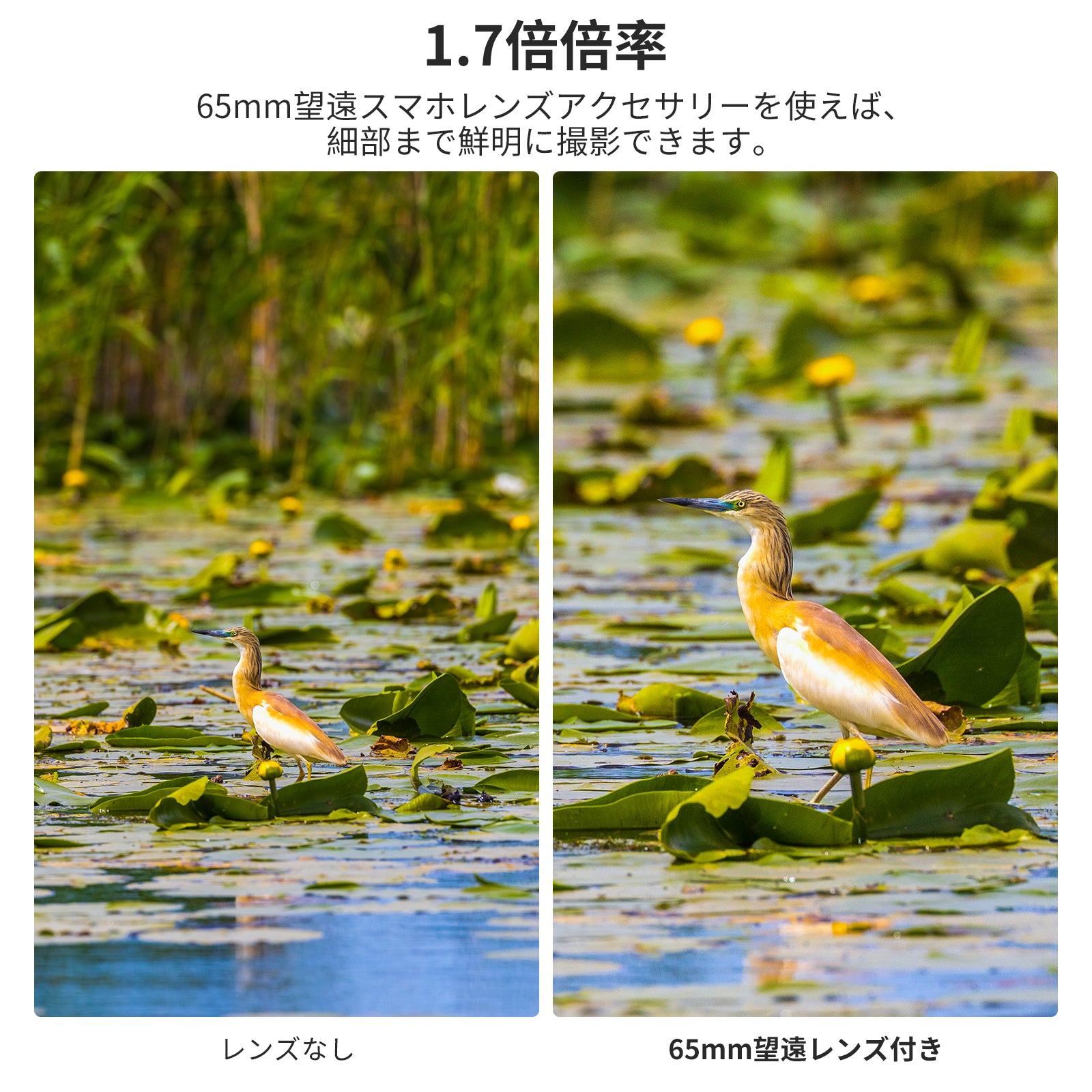 NEEWER LS-66 65mm HD スマホ望遠レンズ 17mmスレッドバックプレート